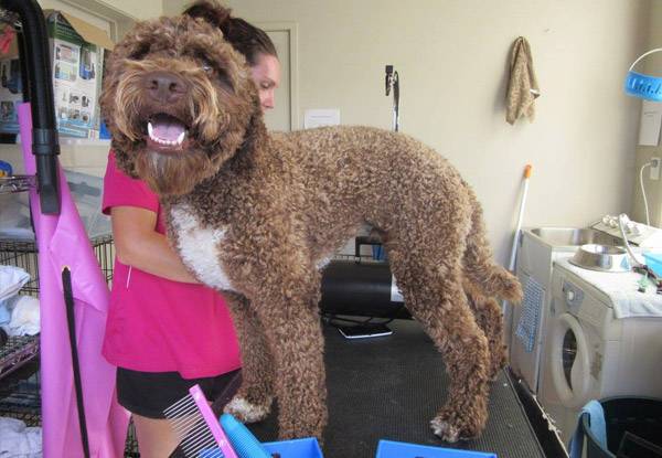From $30 for a Standard Dog Groom - Options for Small, Medium or Large Dogs (value up to $80)