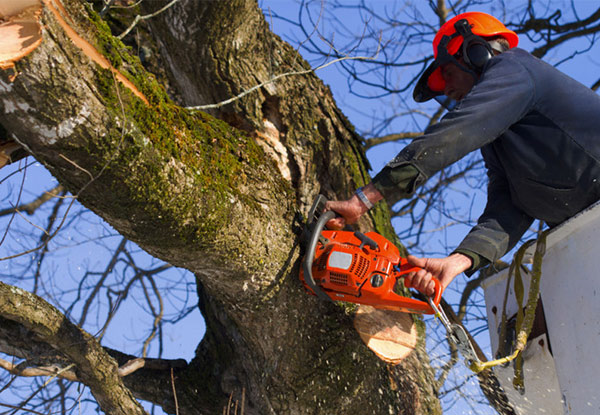 $169 for One Hour of Tree Maintenance Work from a European Certified Arborist & a Ground Labourer, $279 for Two Hours, or $520 for Four Hours (value up to $1,150)