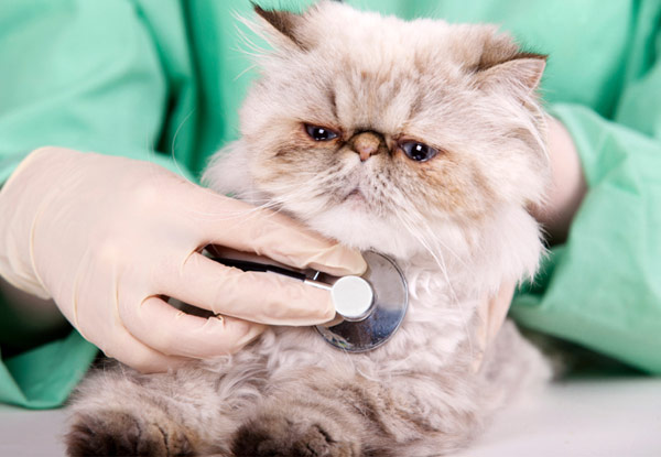 $30 for a Cat or Dog Veterinary Health Check & Vaccination or $45 to incl. Kennel Cough Vaccination (value up to $85)