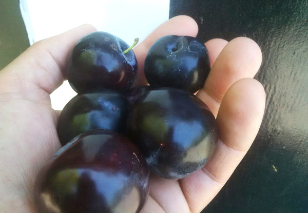 $24.95 for 4kg of Black Doris Plums with Free Delivery