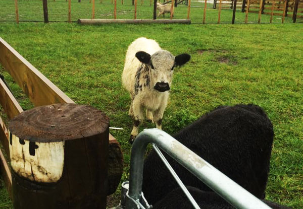 $3 for a Child Entry to Petting Zoo or $6 for an Adult (value up to $8)