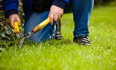 $105 for a Half-Day of Garden Maintenance incl. Lawn Mowing & Edging, Hedge Shaping, Tree Pruning & Clean-Ups, or $199 for a Full Day (value up to $400)