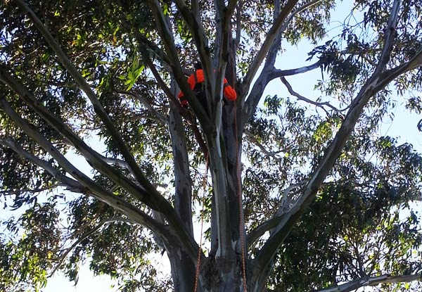 $420 for Two Arborists & Chipper for Three Hours (value up to $720)