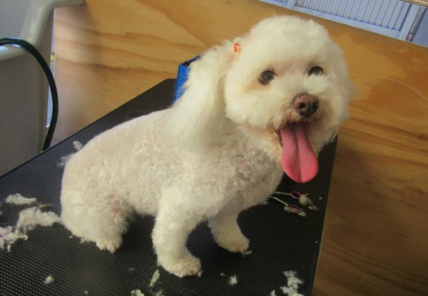 From $30 for a Standard Dog Groom - Options for Small, Medium or Large Dogs (value up to $80)