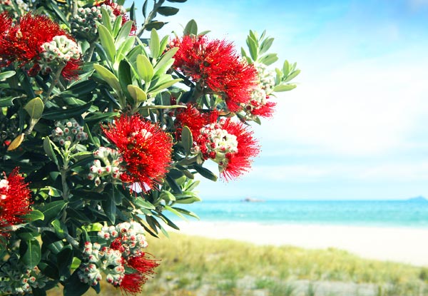 $19 for an Indoor or Outdoor Native New Zealand Pohutukawa Tree