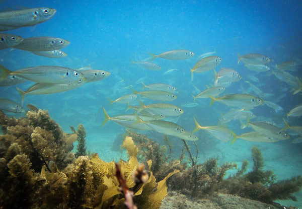 $38 for a PADI Guided Snorkel Experience at Goat Island Marine Reserve for One Person or $75 for Two People (value up to $150)