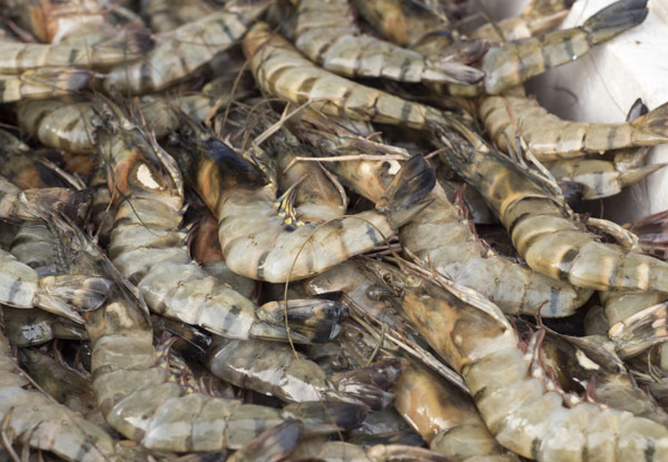 $19.95 for an 800g Box of Whole Raw Black Tiger Prawns