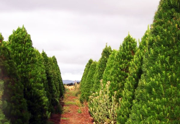 From $32 for a Christmas Tree Including Removal After Christmas - Choose from Two Sizes & Six Pick-Up Locations