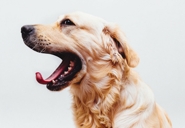 $35 for a Dog or Cat Health Check & Booster Vaccination or $45 to incl. Kennel Cough Vaccination for Dogs (value up to $85)