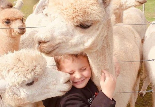 Alpaca Feeding incl. General Admission at Cornerstone Alpaca Stud & 5% Discount on Food & Drinks at Cornerstone Kitchen - Options for Child Pass