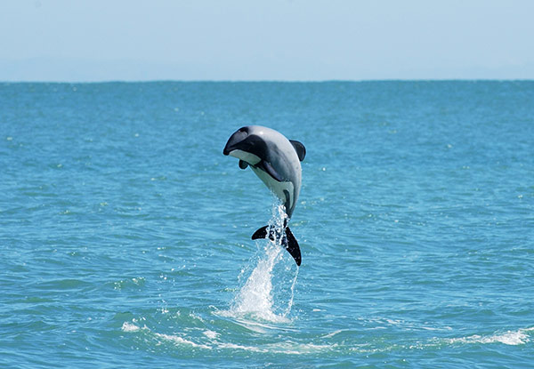 Up to 50% off a Child or Adult Dolphin Swim Experience in Akaroa Harbour (value up to $160)