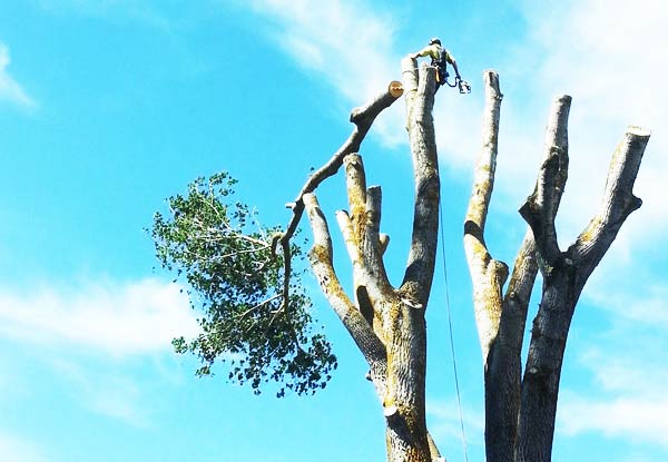 $420 for Two Arborists & Chipper for Three Hours (value up to $720)