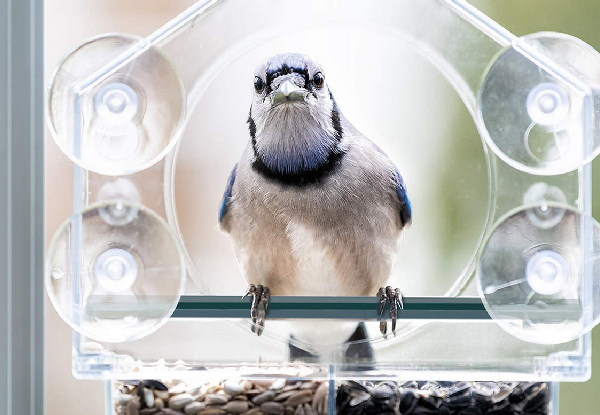 Acrylic Clear Window Bird Feeder