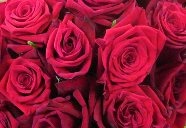$65 to Pick Up A Dozen Red Roses for Valentine's Day or $80 for Auckland Urban Delivery (value up to $125)