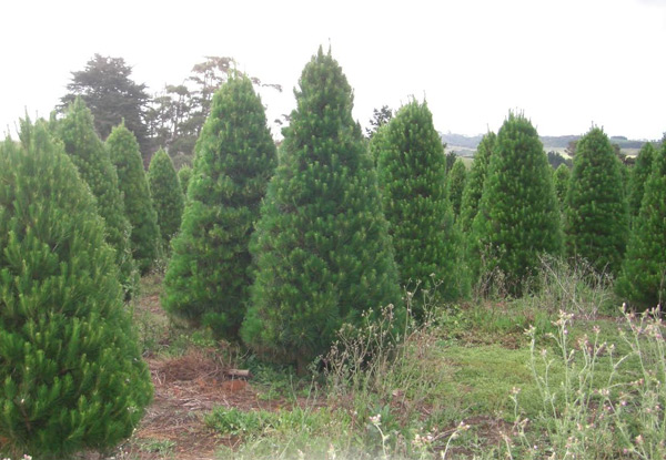 From $29 for a Christmas Tree incl. Removal After Christmas – Choose from Two Sizes & Six Pick-Up Locations