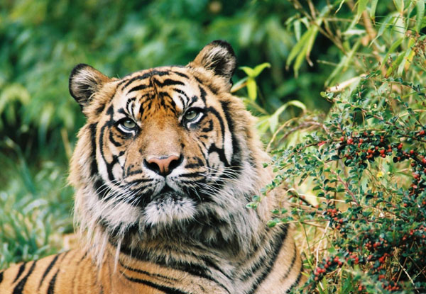 $10.50 for an Adult or $5.25 for a Child Admission to Wellington Zoo (value up to $21)