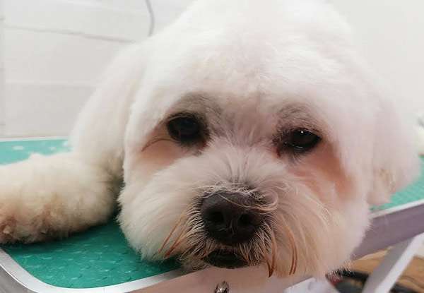 From $45 for a Professional Dog Grooming Package incl. Wash, Blow-Dry, Style Cut, Nail Clipping & More (value up to $129)