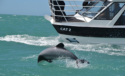 Up to 50% off a Child or Adult Dolphin Swim Experience in Akaroa Harbour (value up to $150)