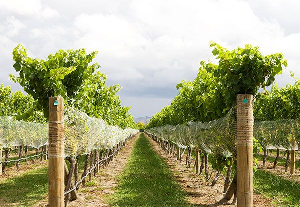 $55 for a Half-Day Bay of Islands Wine Tour for One Person incl. Tastings - Options for Two & Four People