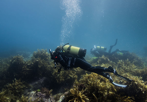 $89 for a Guided Dive Tour in New Zealand's First Marine Reserve incl. Two Dive Tanks & Weights or $110 incl. Full Dive Equipment - Option Available for Two People