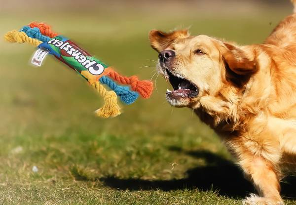Rainbow Candy Shaped Dog Chew Toy