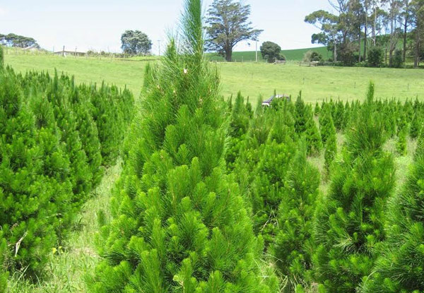From $35 to Pre-Order a 5-6ft Christmas Tree for Auckland Only December Collection