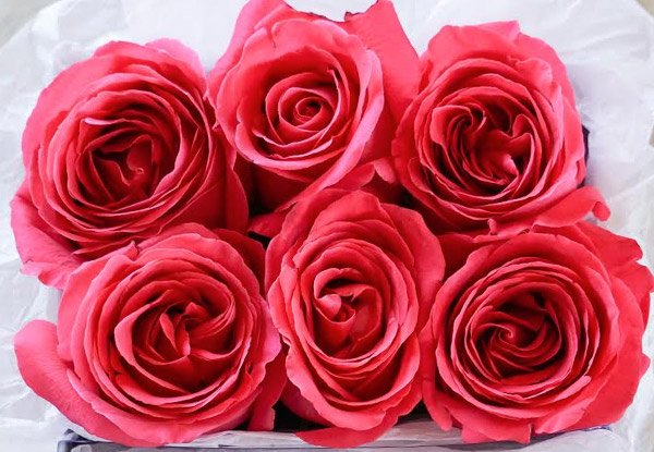 $59 for Six Hot Pink Roses & Eight Macaroons or $99 for 19 Hot Pink Roses - Auckland Delivery Only