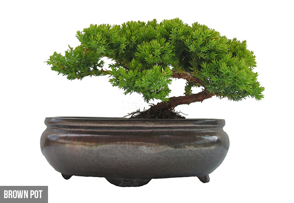 $69 for a Juniper Bonsai Tree