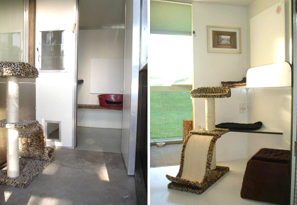 From $22.50 for Cattery Accommodation – Ten Options Available (value up to $175)