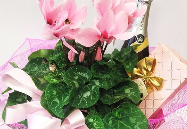 $60 for a Cyclamen Flower Box incl. Wine & Chocolate (value up to $100)