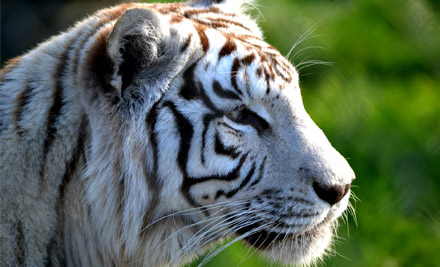 $35 for One Zoo Entry incl. Tiger & Monkey Encounter (value up to $56)