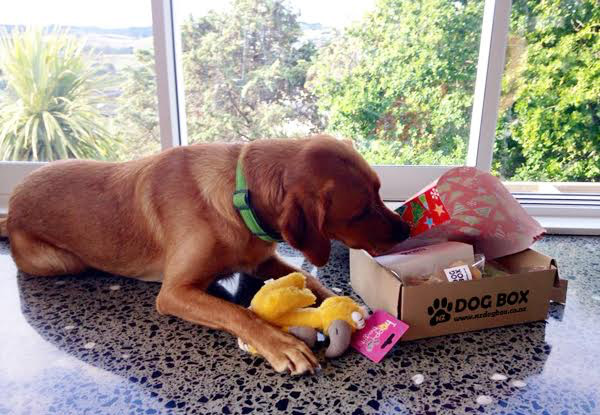 $25 for a Surprise Box of Dog Treats & Products – Options Available for Different Sized Dogs