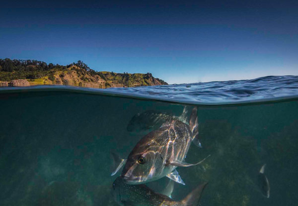 $38 for a PADI Guided Snorkel Experience at Goat Island Marine Reserve for One Person or $75 for Two People (value up to $150)