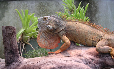 $5 for a Child, $10 for an Adult or $25 for a Family Pass to NZ's Only Reptile Park (value up to $50)