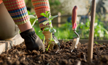 $109 for Four Hours or $210 for Eight Hours of Garden & Lawn Maintenance Services