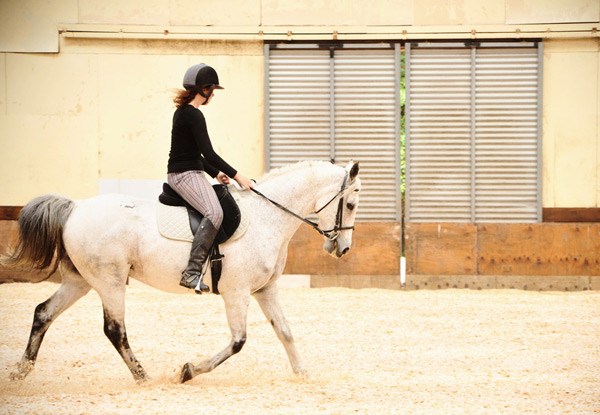 $39 for a One-Hour Indoor Horse Riding Lesson or $75 to incl. a One-Hour Country Trek - Options for Two People Available (value up to $270)