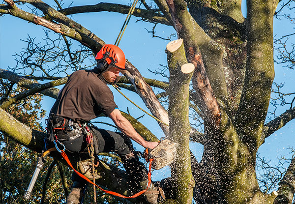 $299 for Six Man Hours of Professional Arborist Services (Three Arborists for a Two-Hour Duration) incl. Hedge Trimming, Tree Pruning & Difficult Tree Removal (value up to $483)