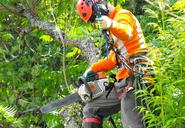 $95 for One-Hour of Professional Tree Work Services incl. Tree Pruning, Shaping, Removal, Crown Reduction, Mulching of Brushwood – Option Available for Two Hours