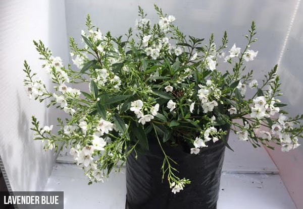 $69.90 for a Carton of Five Plants - Four Options Available - Includes North Island Delivery Only