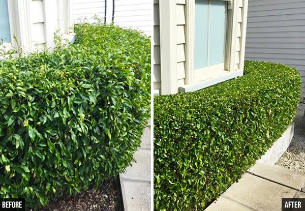 $179 for Four Hours Gardening Services incl. 100kg of Green Waste Removal (value up to $358)