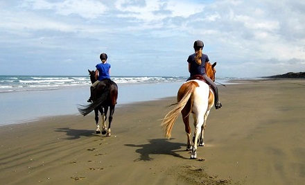 $57 for a One-Hour Horse Trek on Muriwai Beach & Through Woodhill Forest