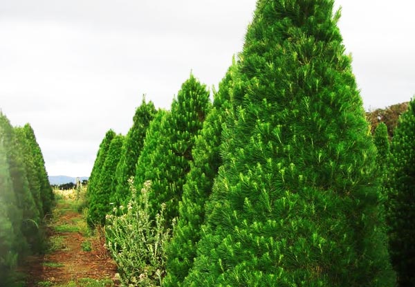From $32 for a Christmas Tree Including Removal After Christmas - Choose from Two Sizes & Six Pick-Up Locations
