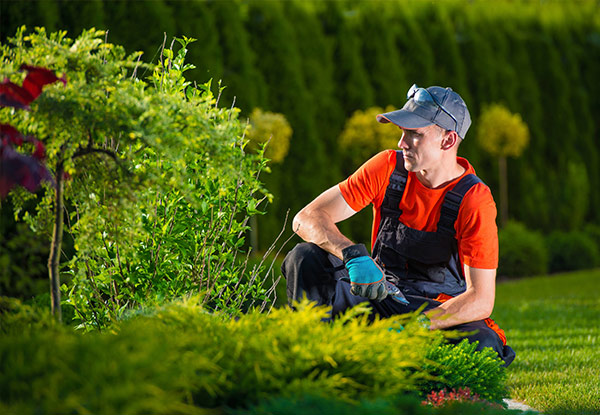 $59 for Two Hours of Gardening Services or $79 for Three Hours