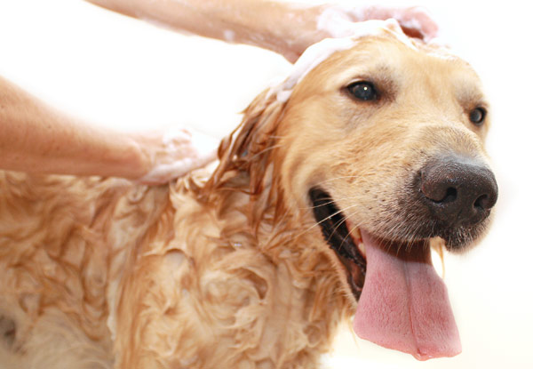 From $35 for Dog Grooming Services