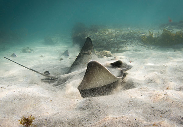 $89 for a Guided Dive Tour in New Zealand's First Marine Reserve incl. Two Dive Tanks & Weights or $110 incl. Full Dive Equipment - Option Available for Two People