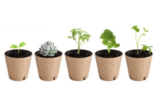 50-Piece Pulp Seedling Cup with 50 Tags
