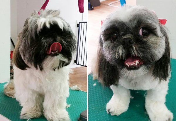 From $45 for a Professional Dog Grooming Package incl. Wash, Blow-Dry, Style Cut, Nail Clipping & More (value up to $129)