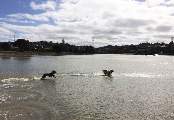 $39 for Two 1.5-Hour Dog Adventure Walking Sessions