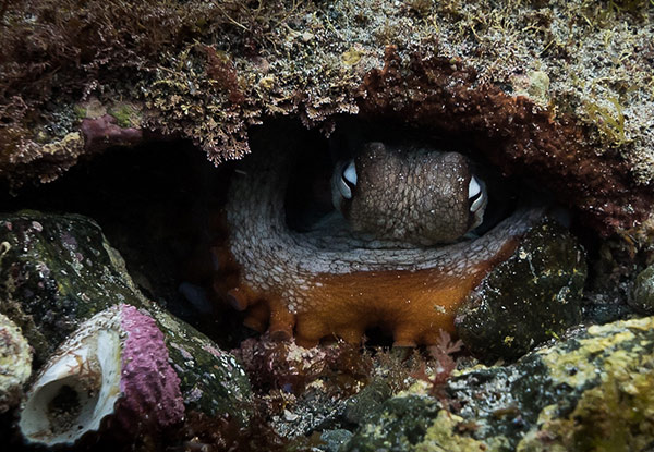 $89 for a Guided Dive Tour in New Zealand's First Marine Reserve incl. Two Dive Tanks & Weights or $110 incl. Full Dive Equipment - Option Available for Two People