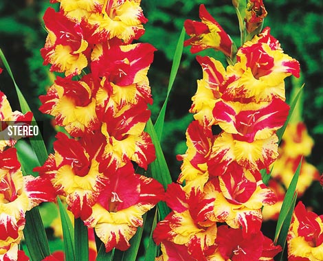 $15 for 25 Bulbs of Mixed Gladioli or $27 for 50 Bulbs